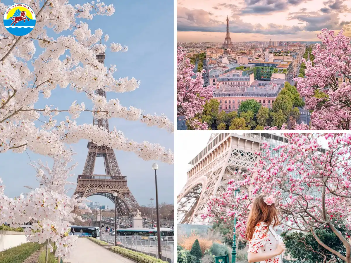 Mùa xuân tại Pháp rực rỡ hoa anh đào