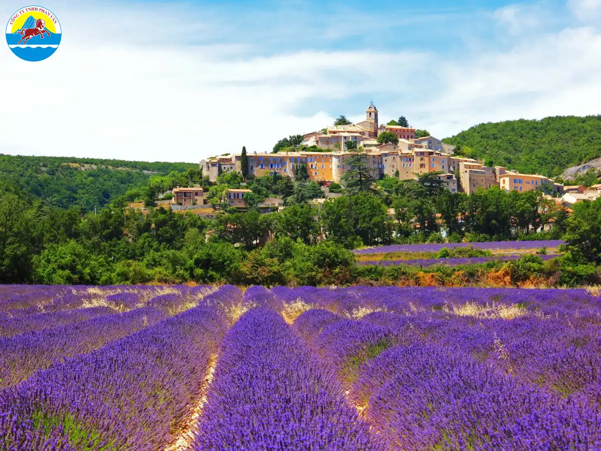 Cánh đồng hoa oải hương Provence