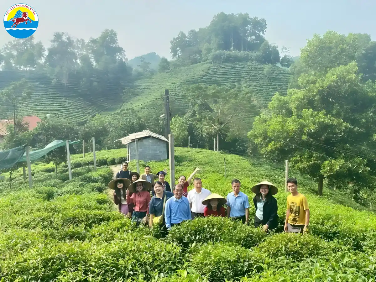 Làng nghề chè Khe Cốc