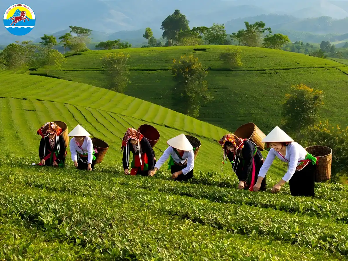 Làng nghề chè Khe Cốc