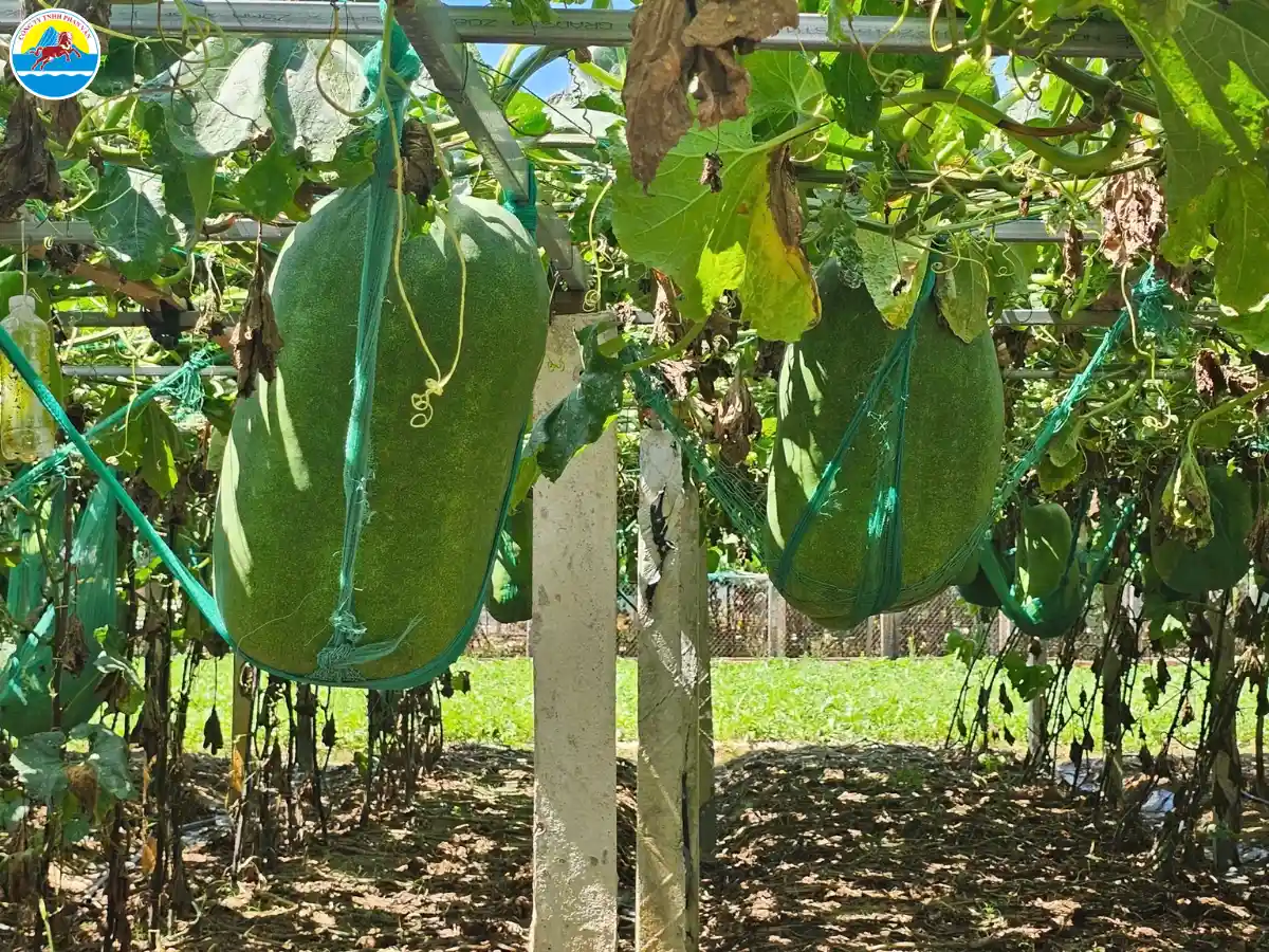 địa điểm du lịch phù mỹ bình định