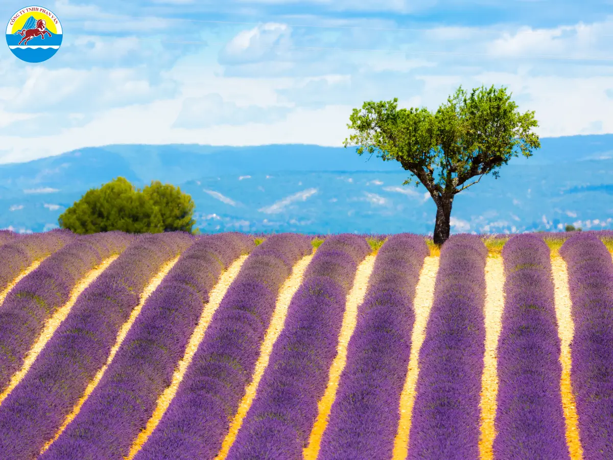 Cao nguyên Valensole