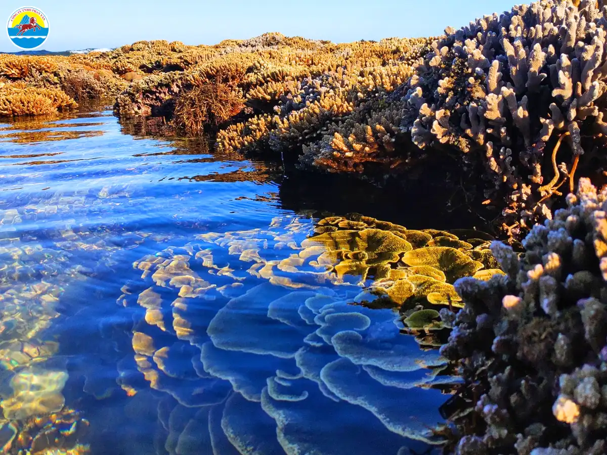 kinh nghiệm du lịch quảng ngãi tự túc