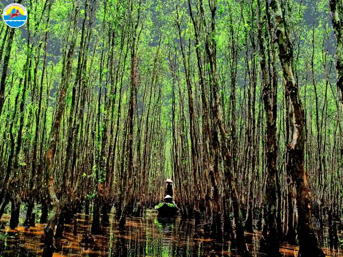 du lịch rừng ngập mặn cà mau