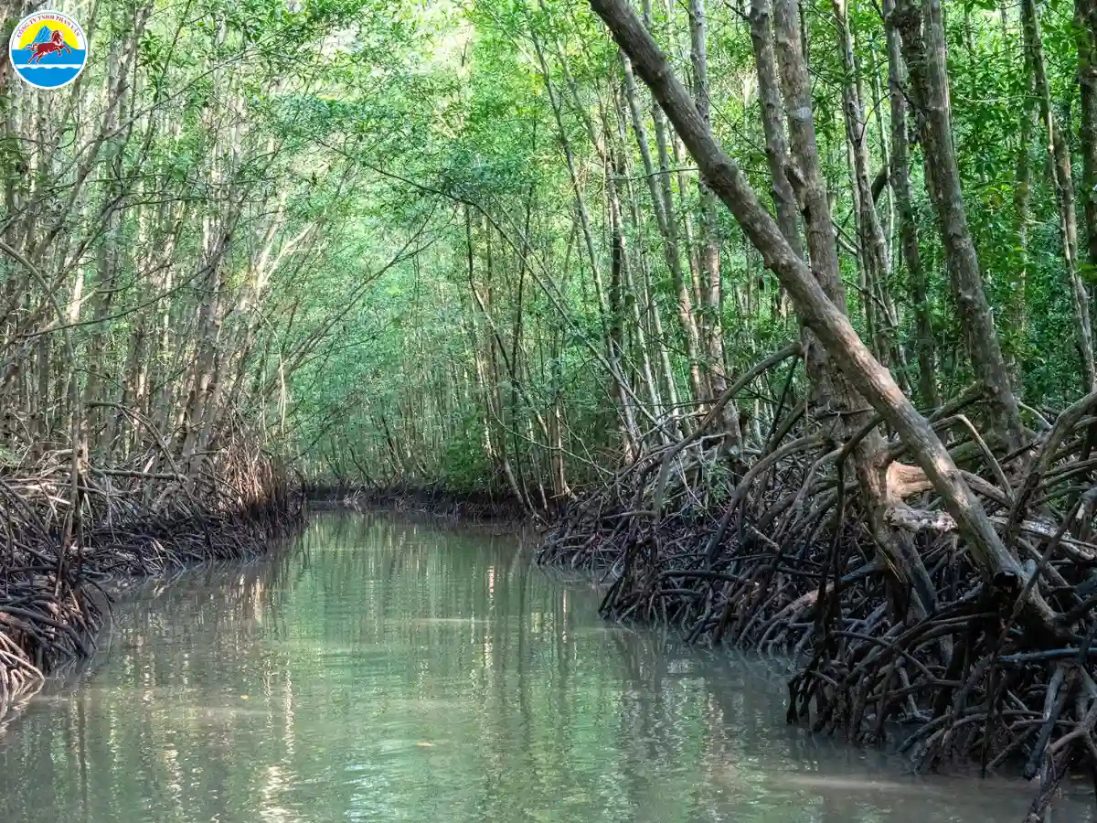 du lịch rừng ngập mặn cà mau