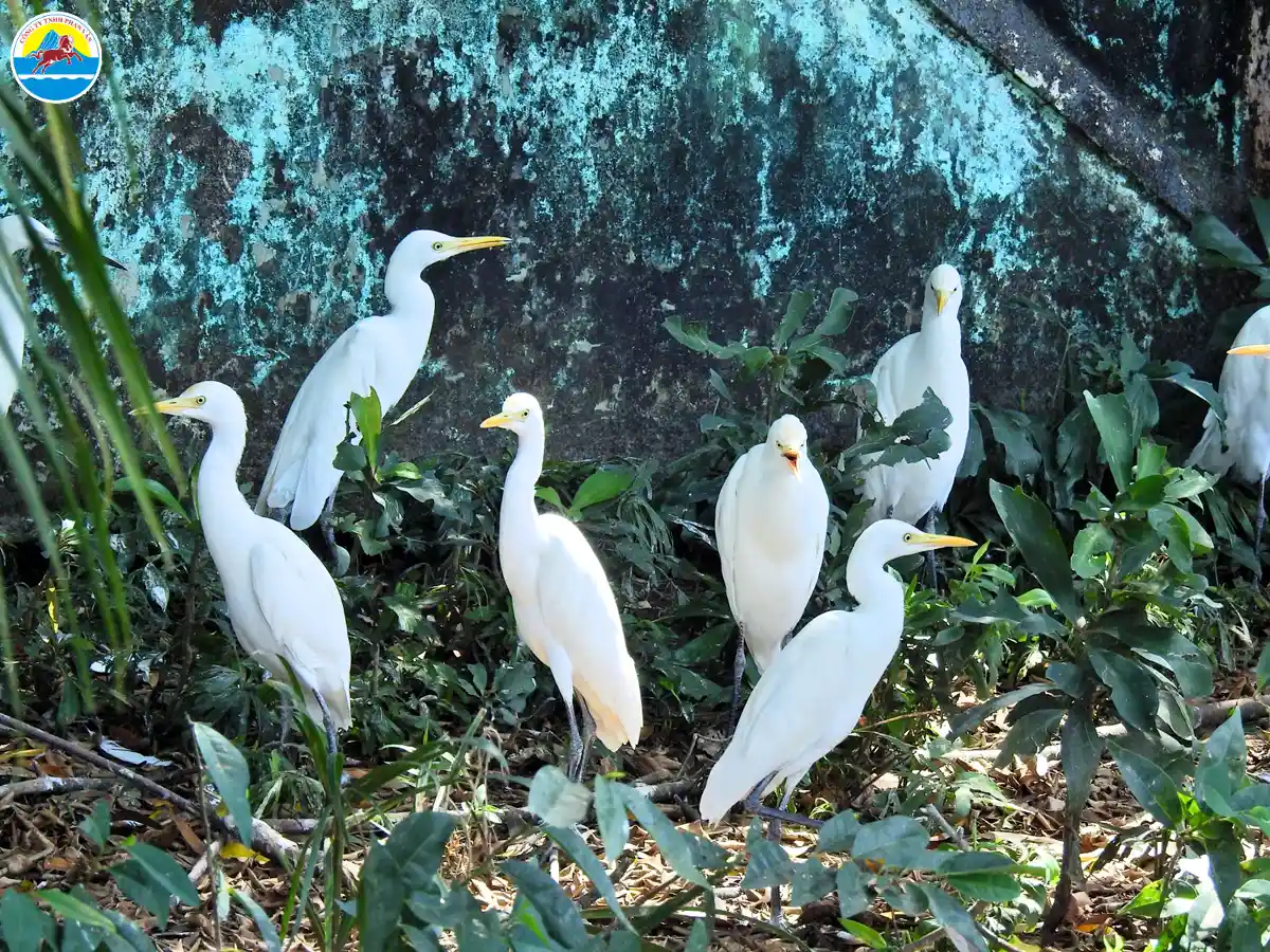 du lịch rừng ngập mặn cà mau