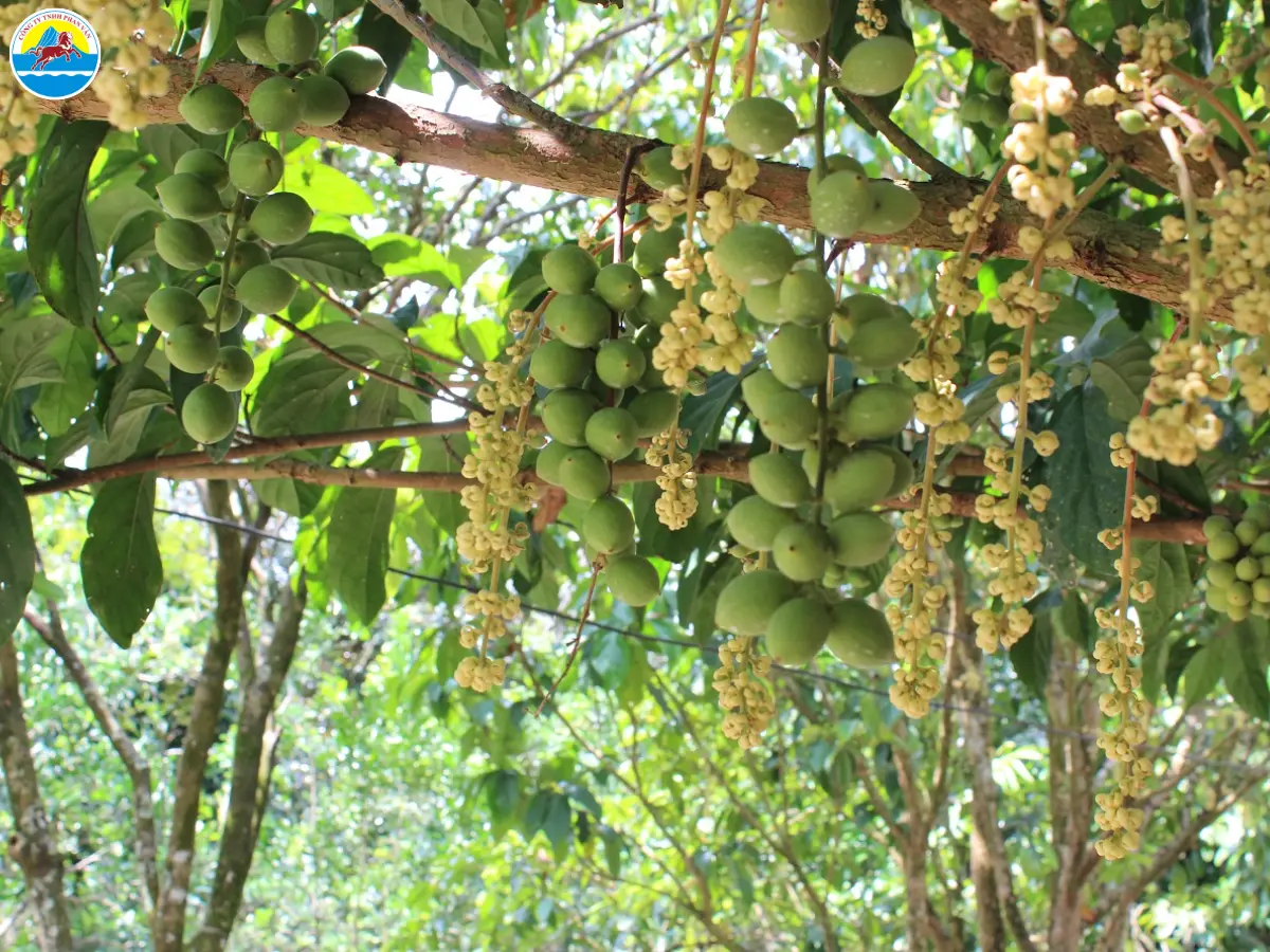 khu du lịch sinh thái cần thơ​