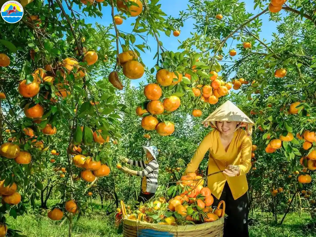 du lịch miệt vườn vĩnh long​