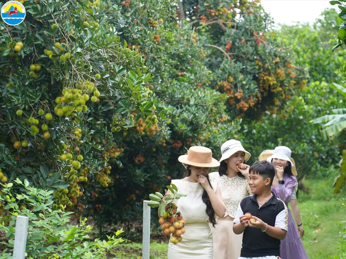 du lịch miệt vườn vĩnh long