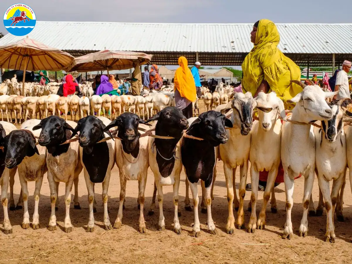 Chợ gia súc Hargeisa