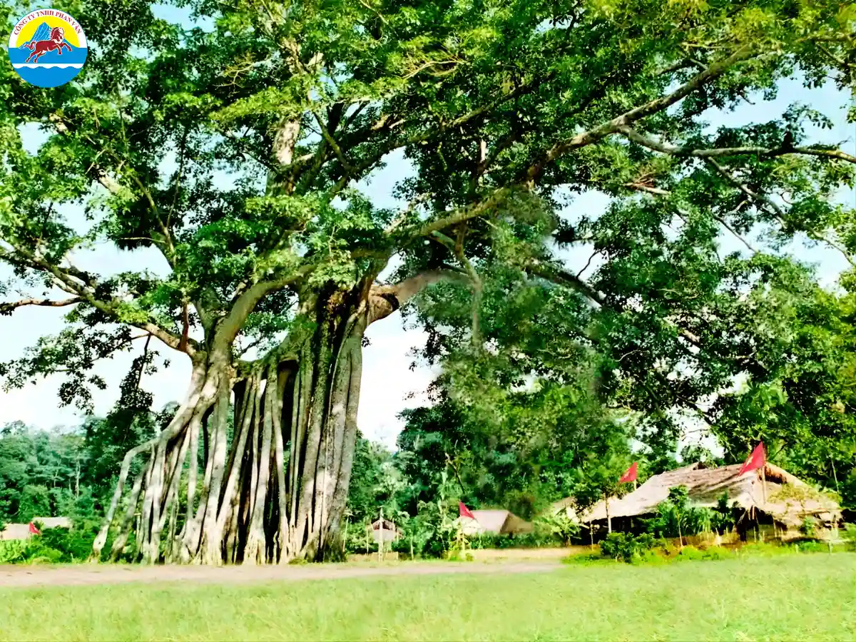 Tham quan cây đa Tân Trào