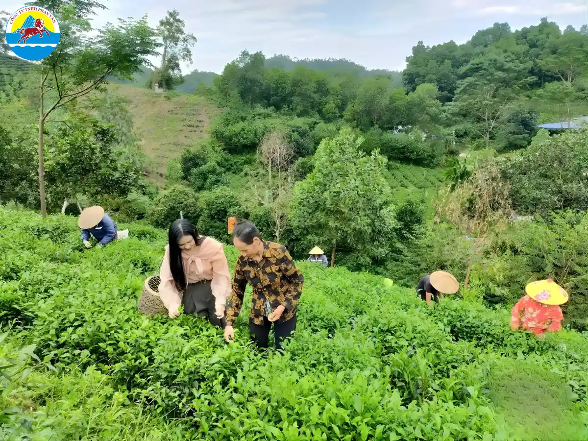 Hợp tác xã chè Cao Sơn