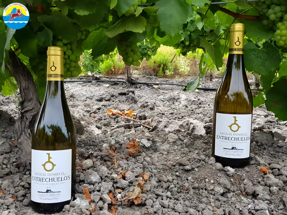 Rượu vang Tây Ban Nha (Vino Español)