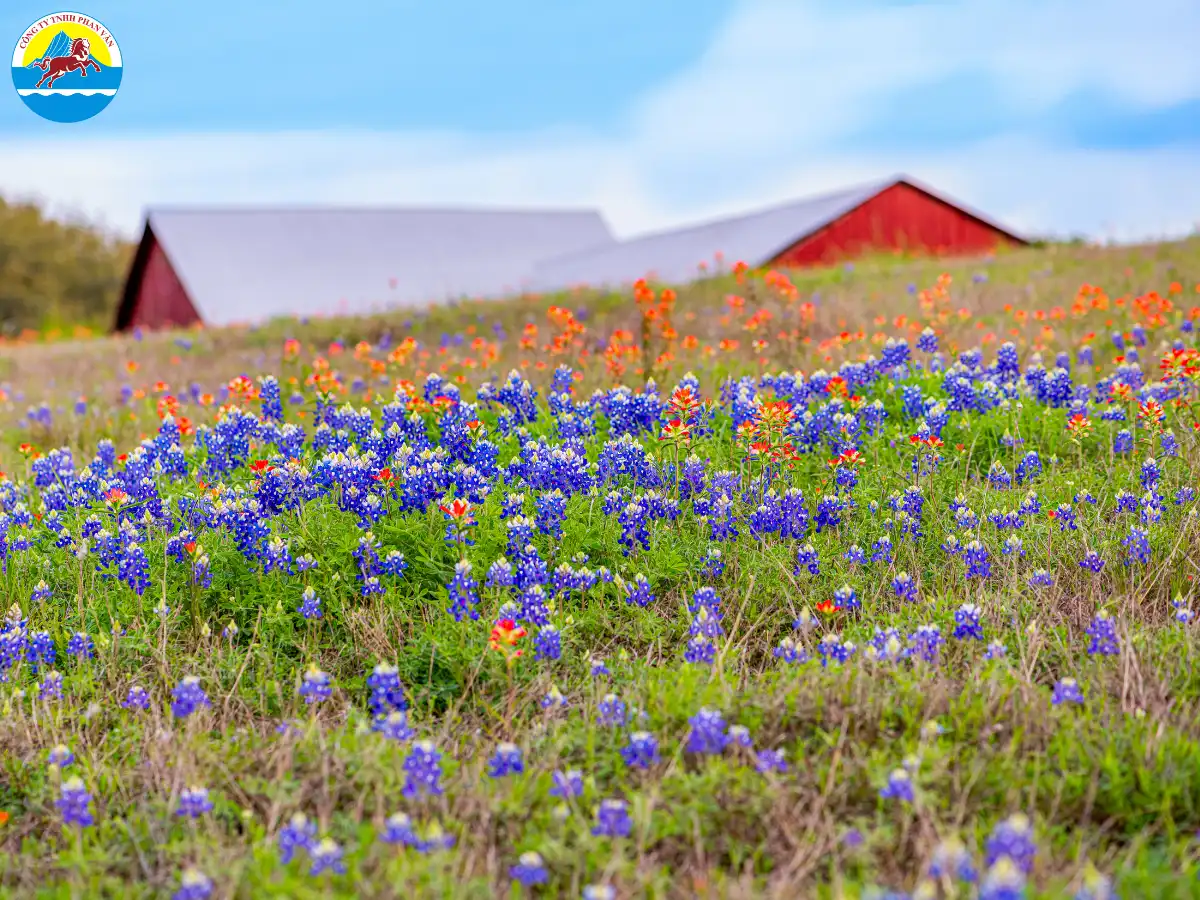 Mùa xuân rực rỡ với hoa Bluebonnet
