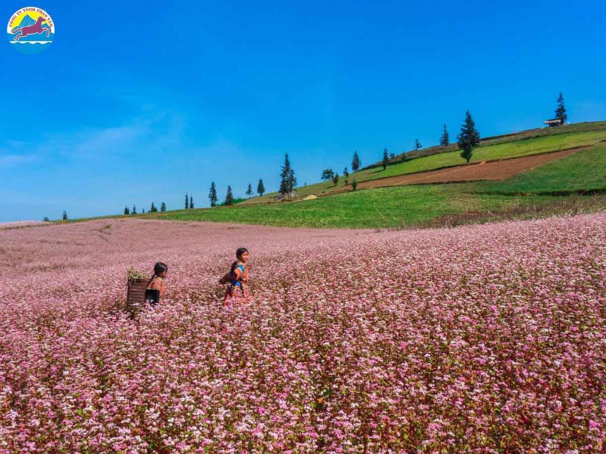 Hoa tam giác mạch tại Hà Giang nở rộ vào tháng 11