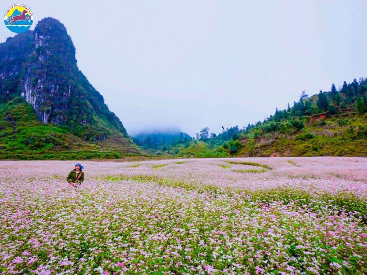 Khám phá mùa hoa tam giác mạch cuối vụ tại Hà Giang