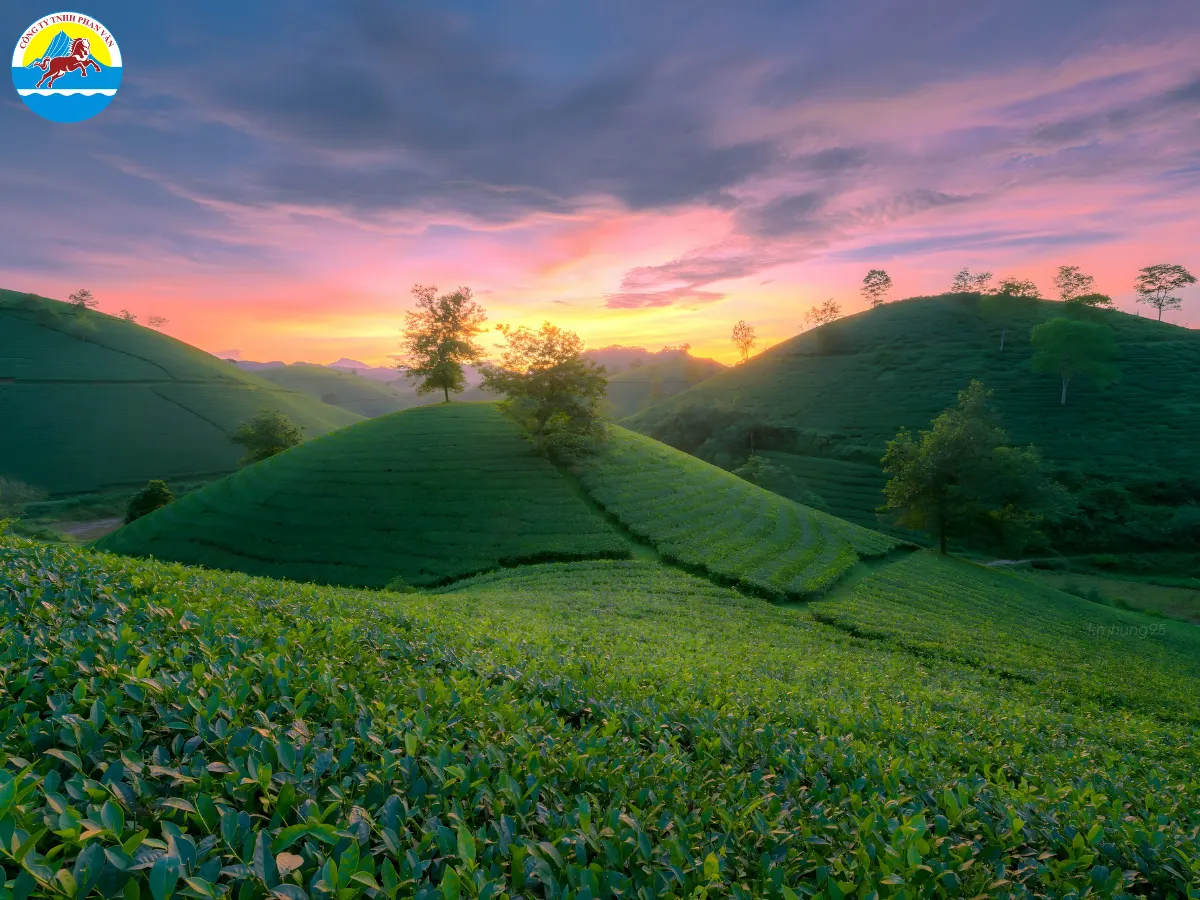 Đồi chè Vân Lĩnh
