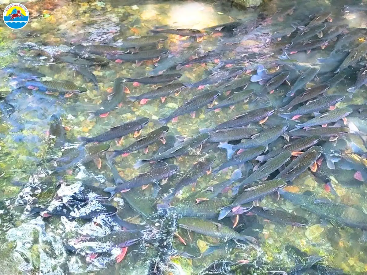 du lịch thanh hoá mùa đông​