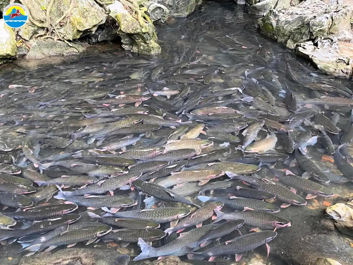 review du lịch thanh hoá