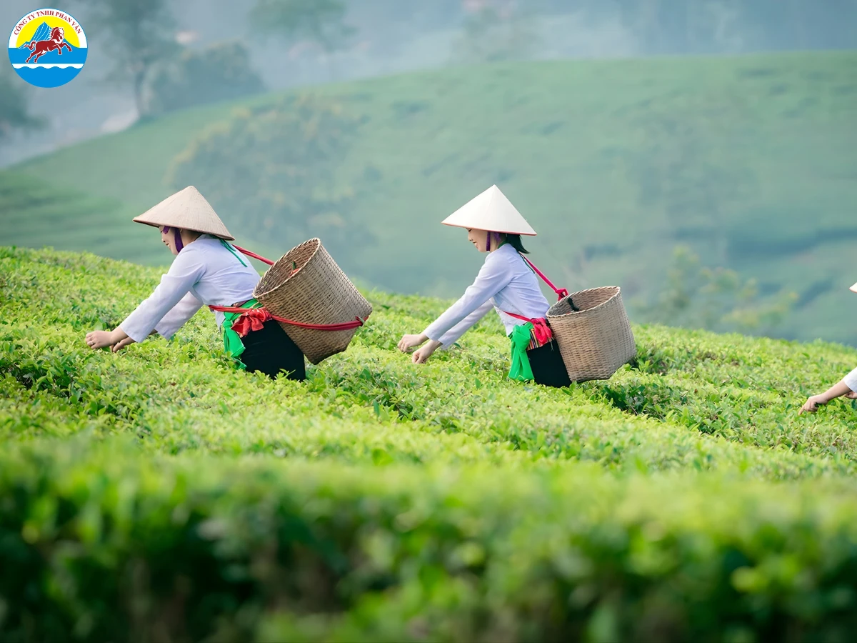 Đồi chè Long Cốc