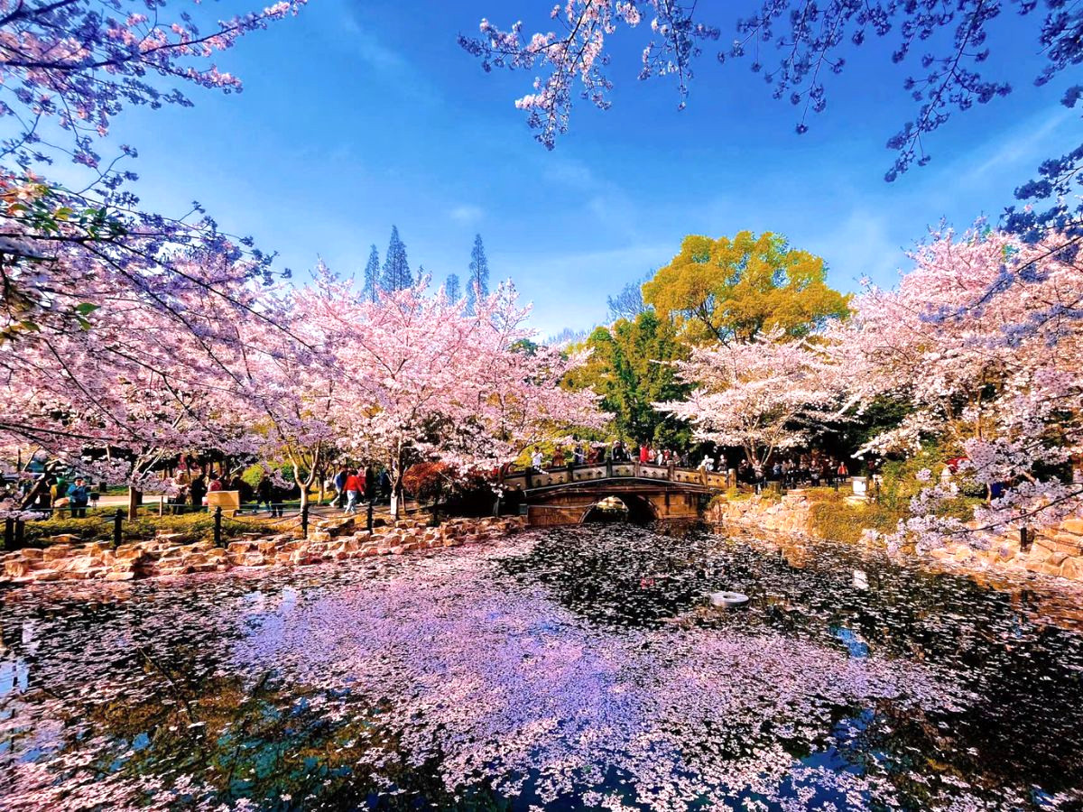 du-lich-thuong-hai-hang-chau-o-tran-6n5d-tu-da-nang-phan-van-travel-1