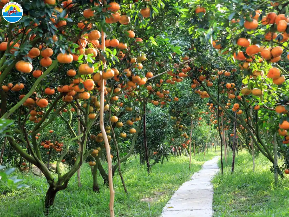 du lịch tiền giang 2 ngày 1 đêm