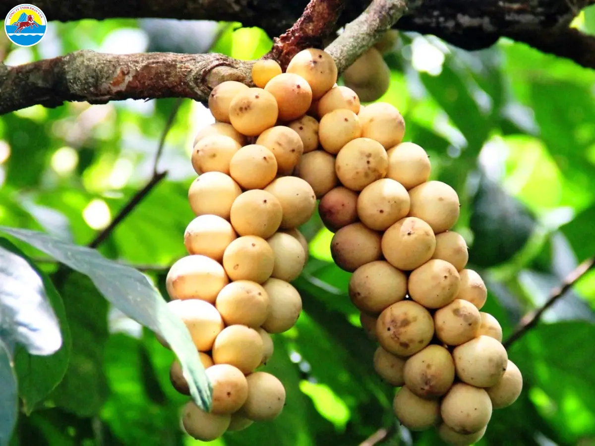 tiên phước có gì đẹp
