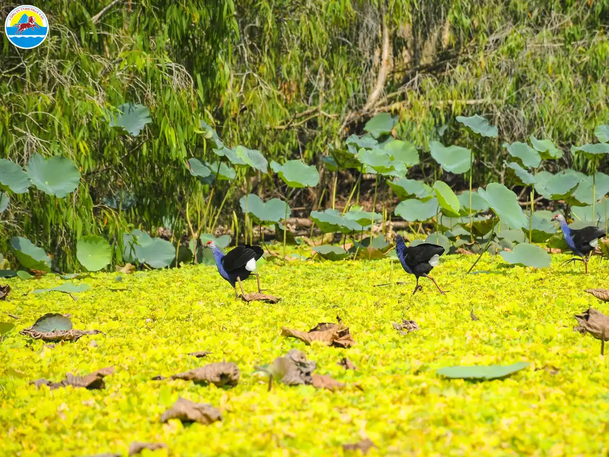 khu du lịch trà sư an giang