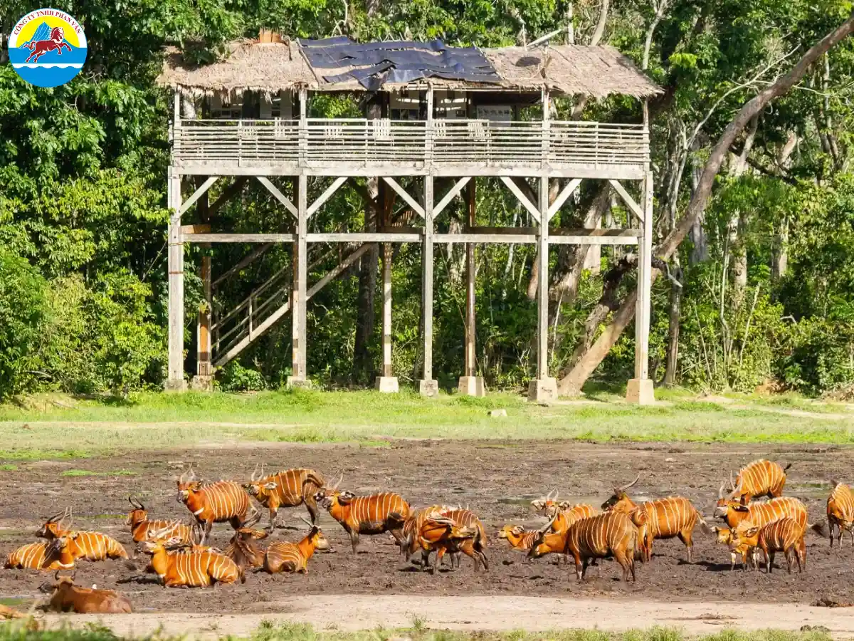 Dzanga Bai