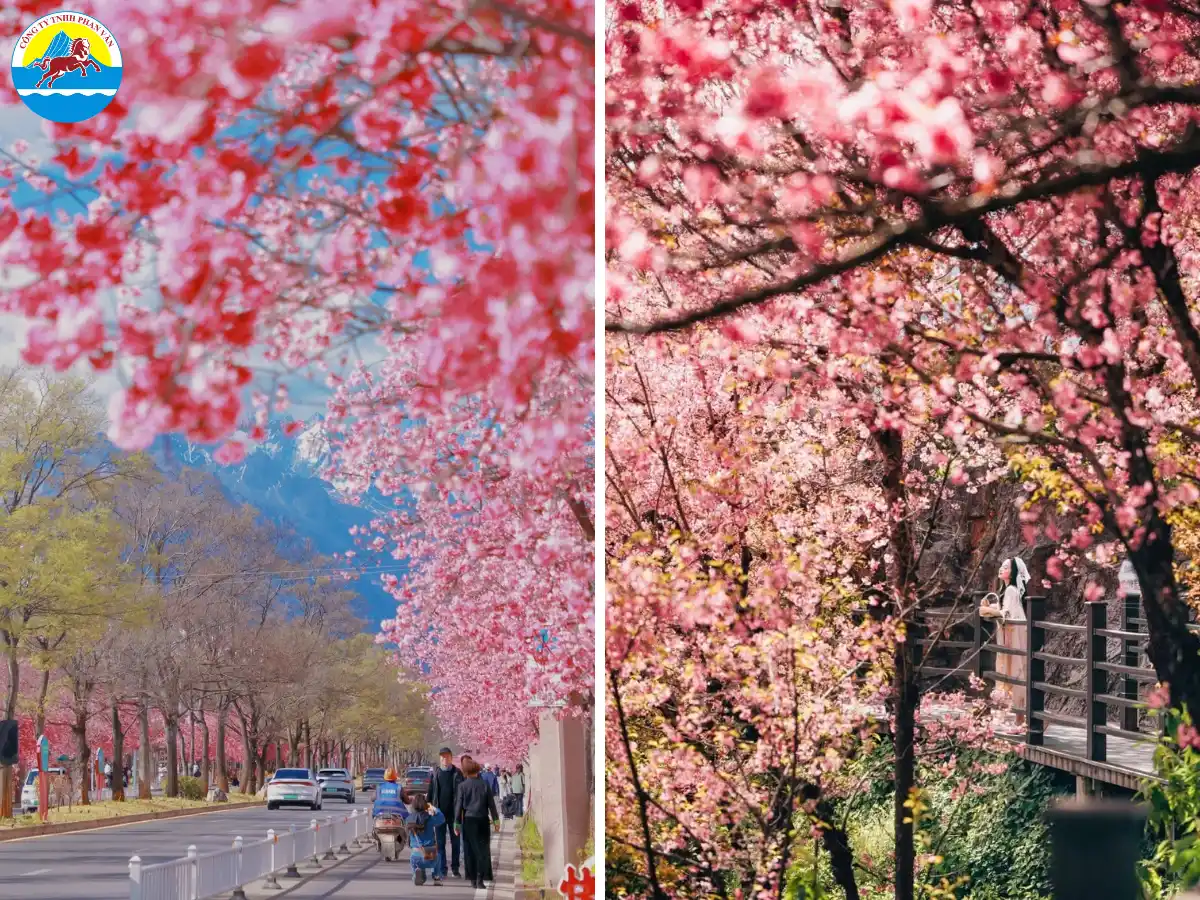 Mùa hoa anh đào tại Trung Quốc trải dài từ giữa tháng 2 đến đầu tháng 5