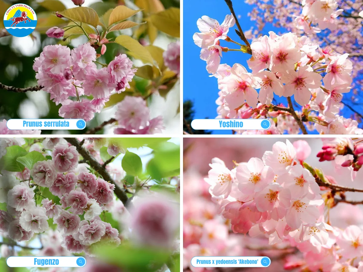 Trung Quốc trồng nhiều giống hoa anh đào đẹp