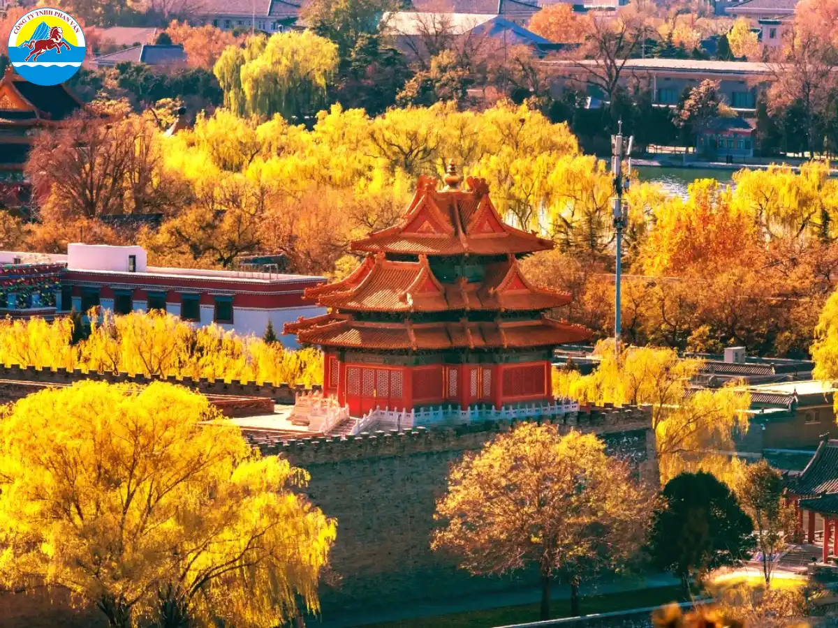 Trung Quốc chuyển mình với sắc vàng của lá ngân hạnh