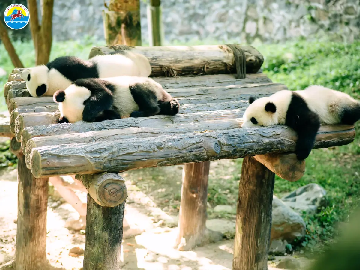 tour đi tứ xuyên trung quốc