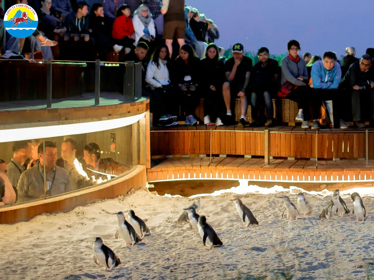 Quan sát chim cánh cụt