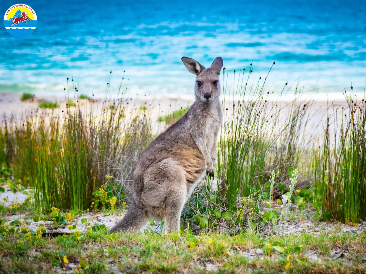 Đảo Kangaroo
