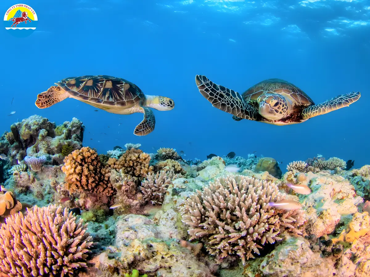 Rạn san hô Great Barrier