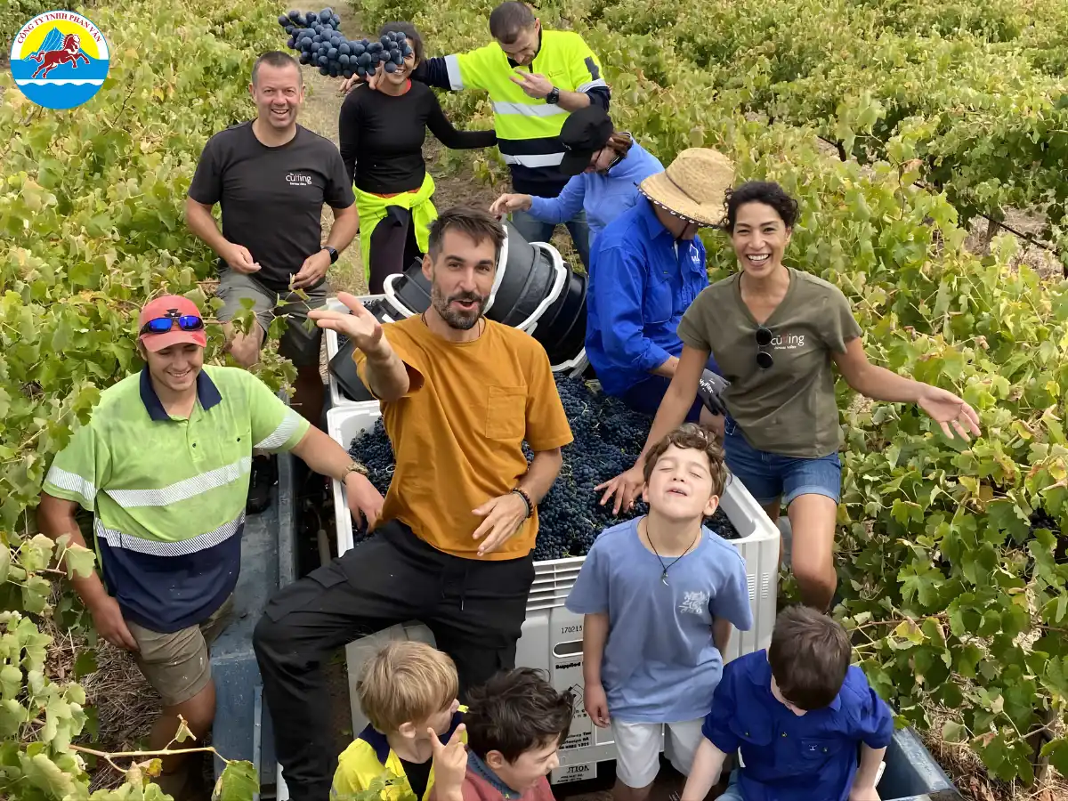 Mùa thu hoạch nho