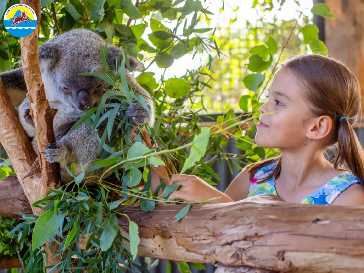 Ngắm Koala hoang dã