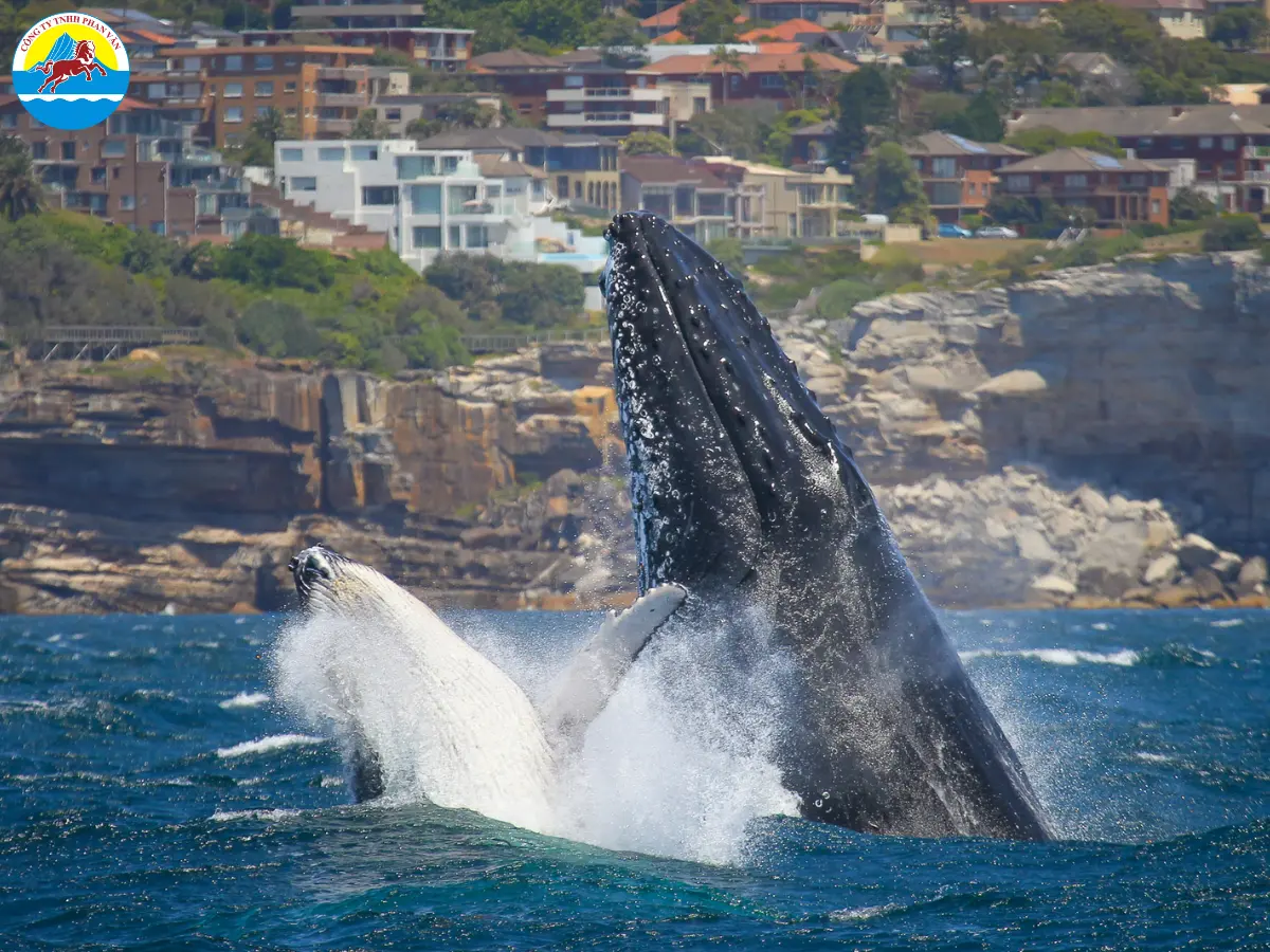 Quan sát cá voi di cư