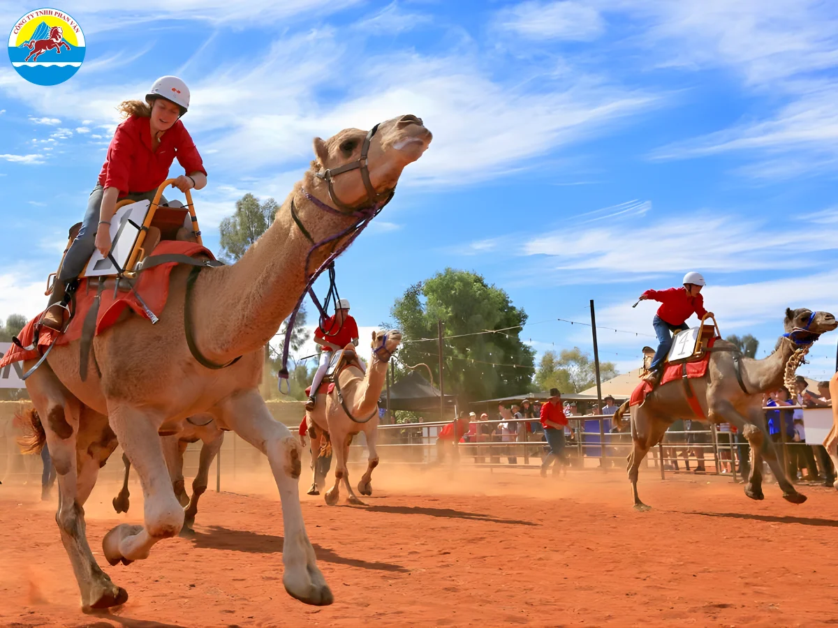 Lễ hội Camel Cup