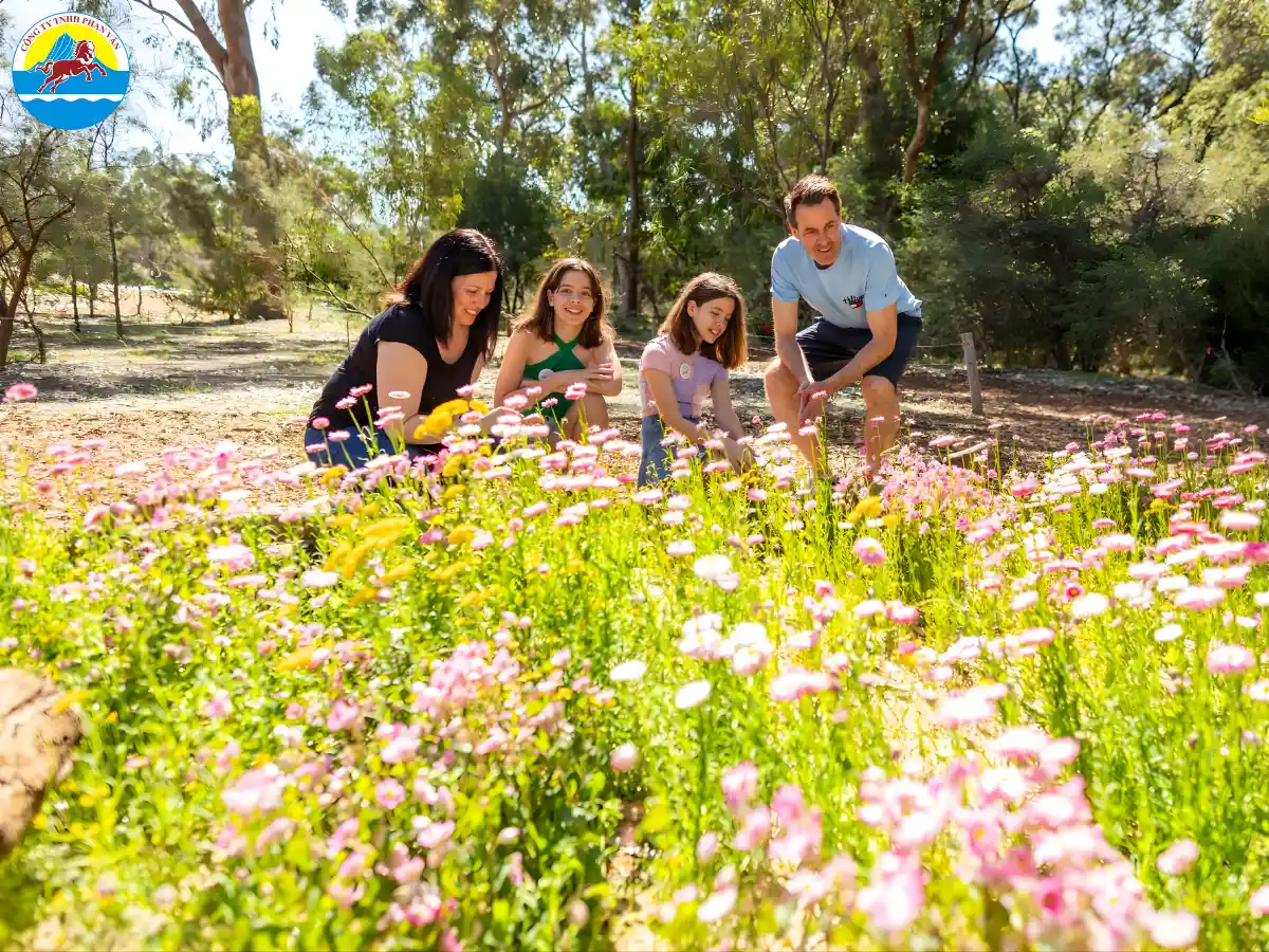 Thưởng lãm hoa dại nở sớm tại Tây Úc