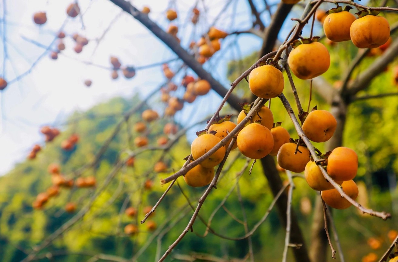 Cao Bằng còn có đặc sản thứ hai là hồng giòn