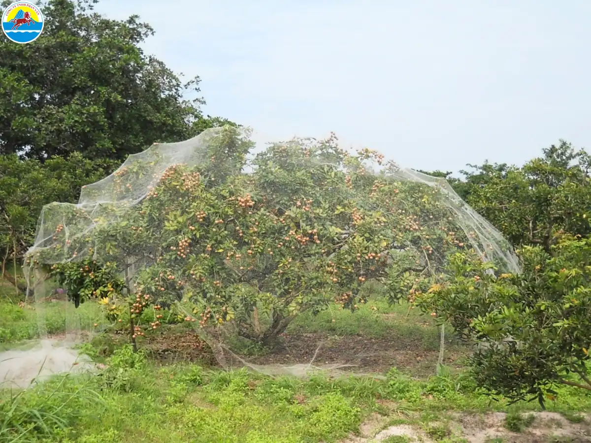 du lịch vĩnh châu sóc trăng​