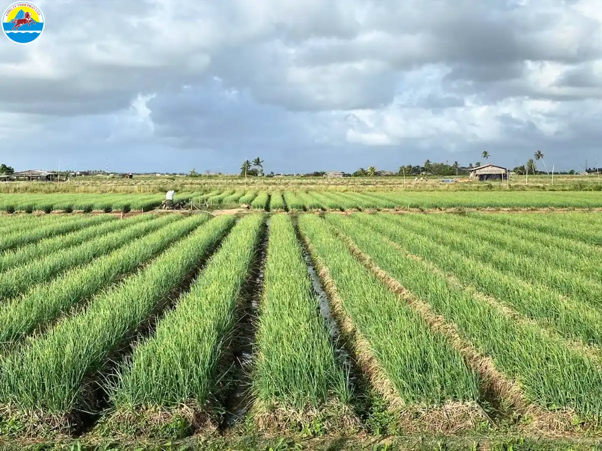 du lịch vĩnh châu sóc trăng​