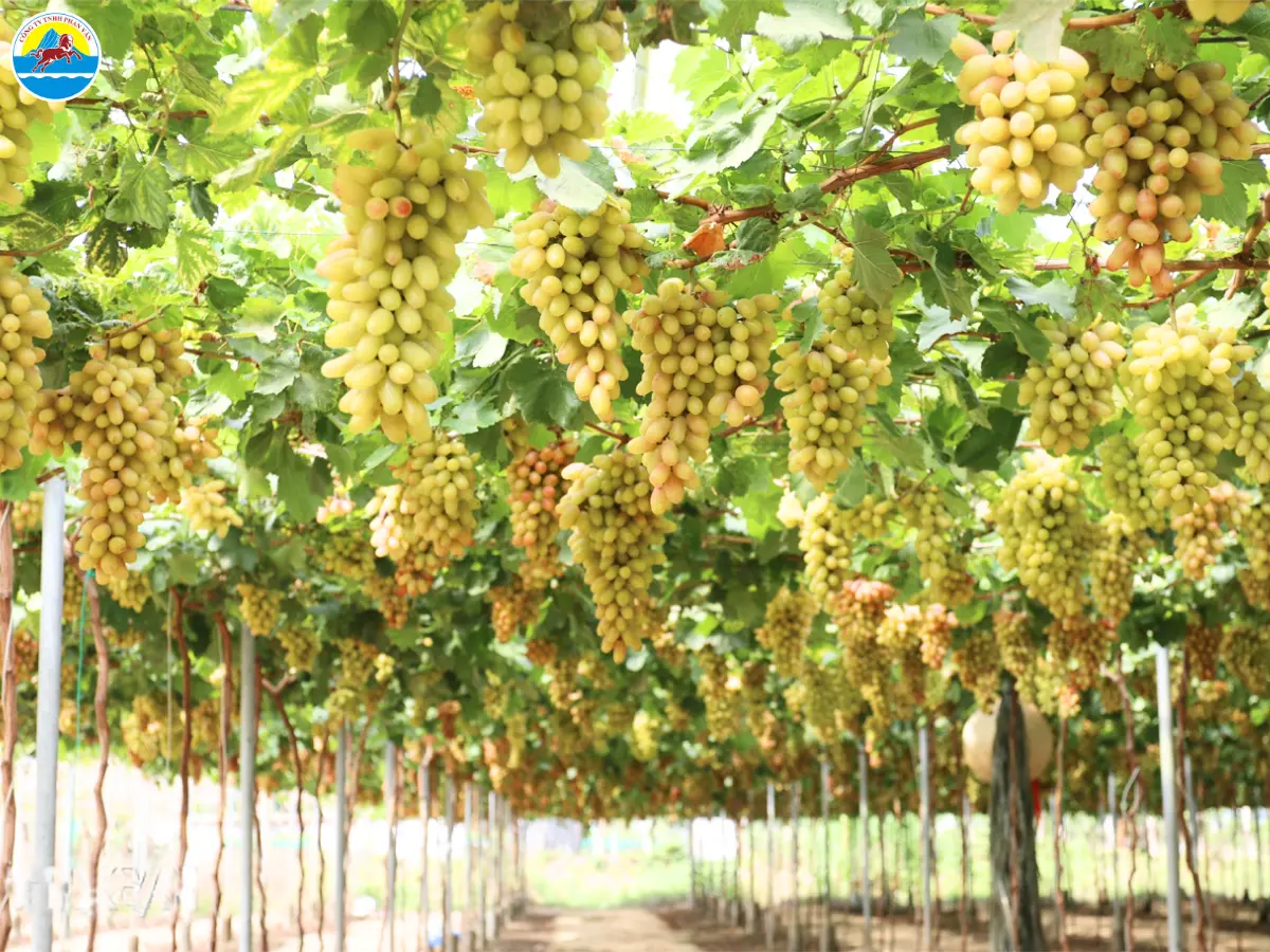 du lịch vịnh vĩnh hy ninh thuận​