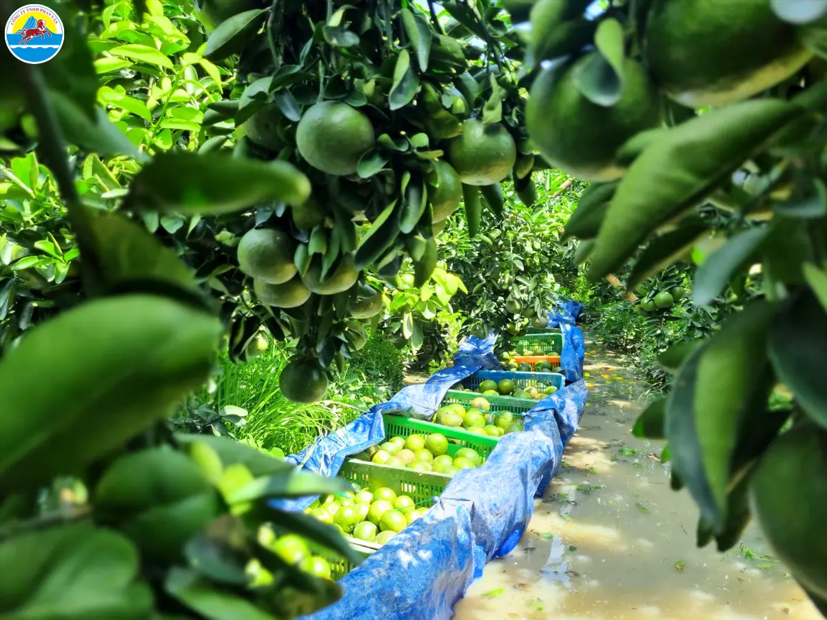 du lịch ở vĩnh long