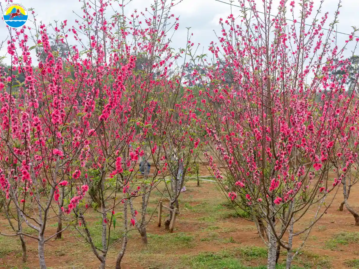 du lịch vĩnh thạnh bình định