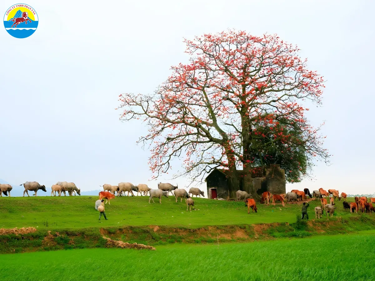 du lịch Yên Dũng Bắc Giang​