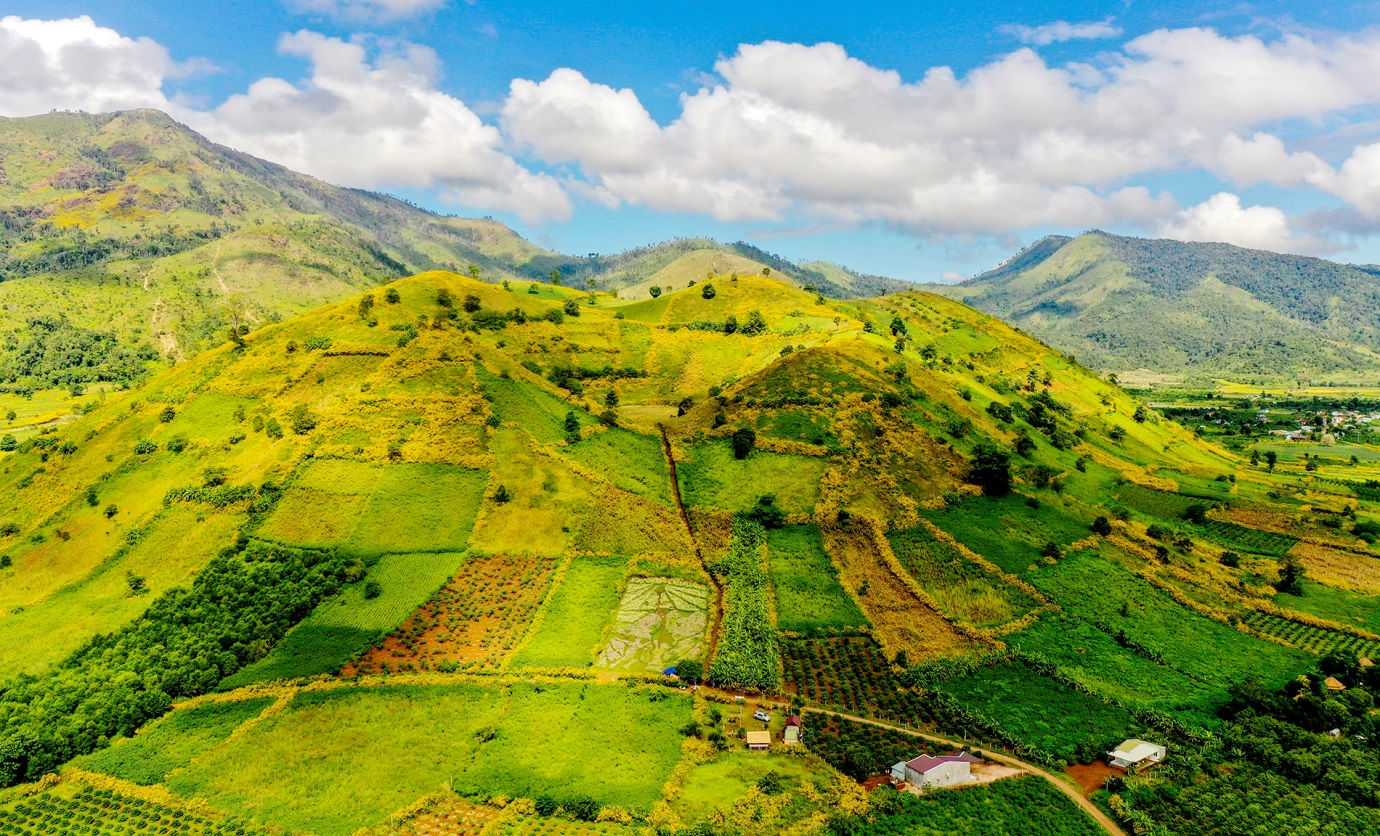 Mùa hoa dã quỹ ở núi lửa Chư Đăng Ya