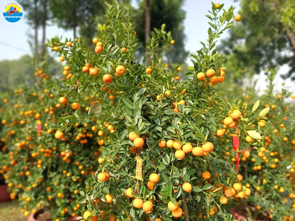 quận gò vấp có gì chơi​